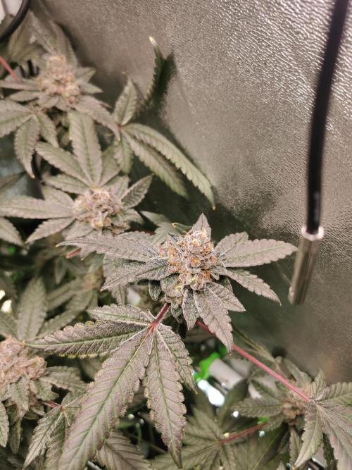 Zkittlez/The Original Z (TerpHogz Cut). Week 13