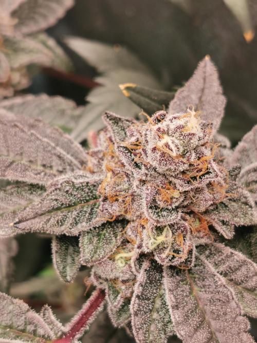 Zkittlez/The Original Z (TerpHogz Cut). Week 13