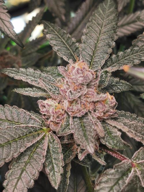 Zkittlez/The Original Z (TerpHogz Cut). Week 13