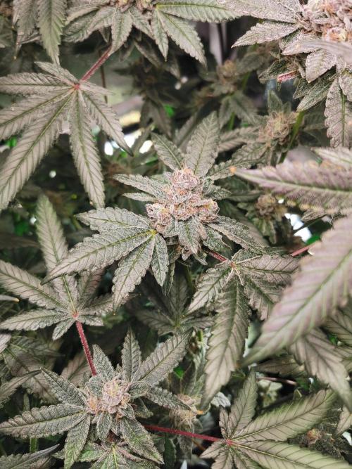 Zkittlez/The Original Z (TerpHogz Cut). Week 13