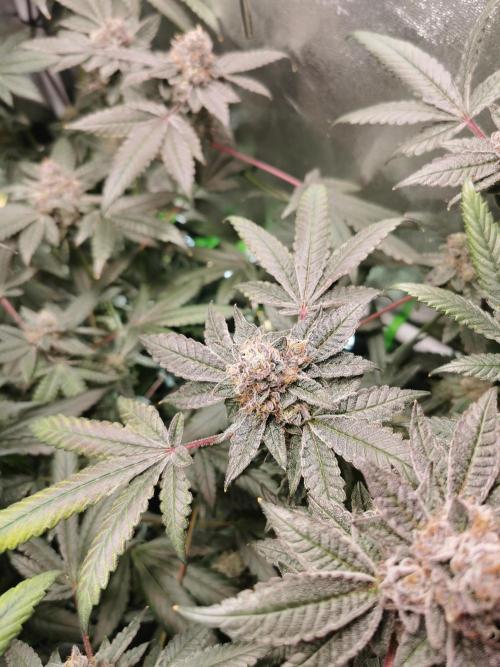 Zkittlez/The Original Z (TerpHogz Cut). Week 13