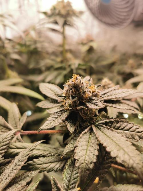 Zkittlez/The Original Z (TerpHogz Cut). Week 13