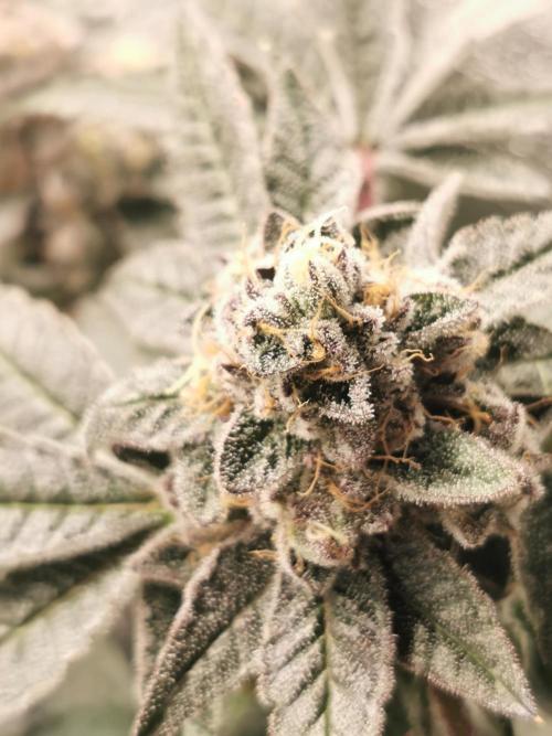 Zkittlez/The Original Z (TerpHogz Cut). Week 13