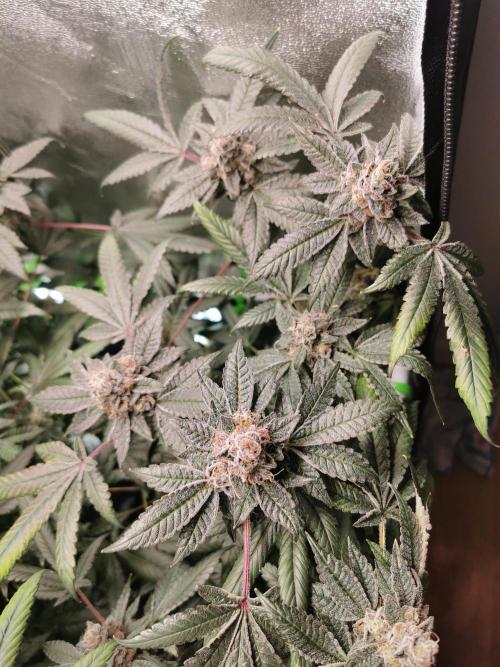 Zkittlez. Week 13