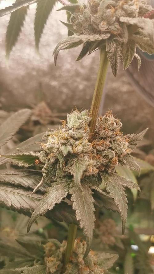 The White Sweet Candy OG / SSSC
