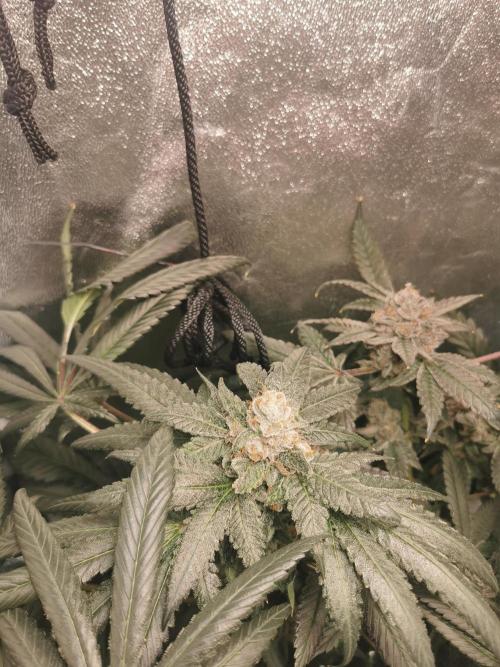 The White Sweet Candy OG / SSSC. Week 13
