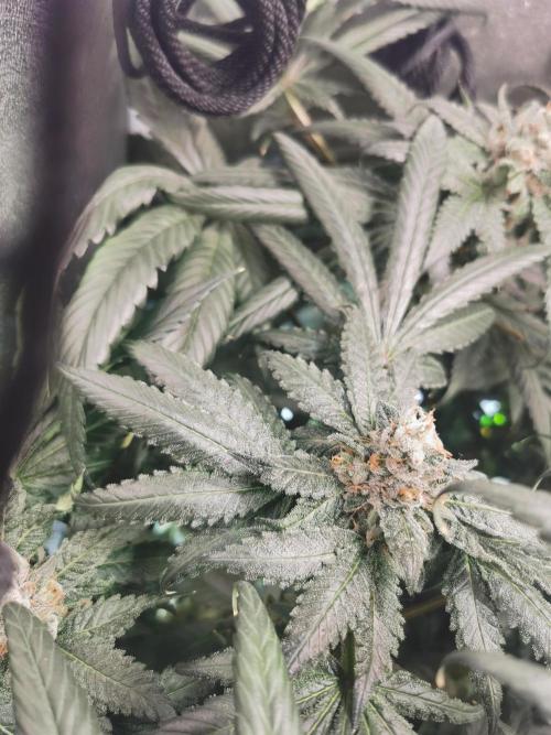 The White Sweet Candy OG / SSSC. Week 13