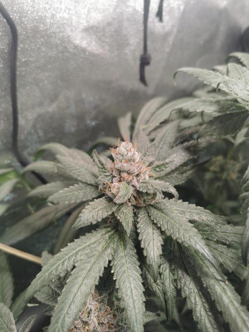 The White Sweet Candy OG / SSSC. Week 13