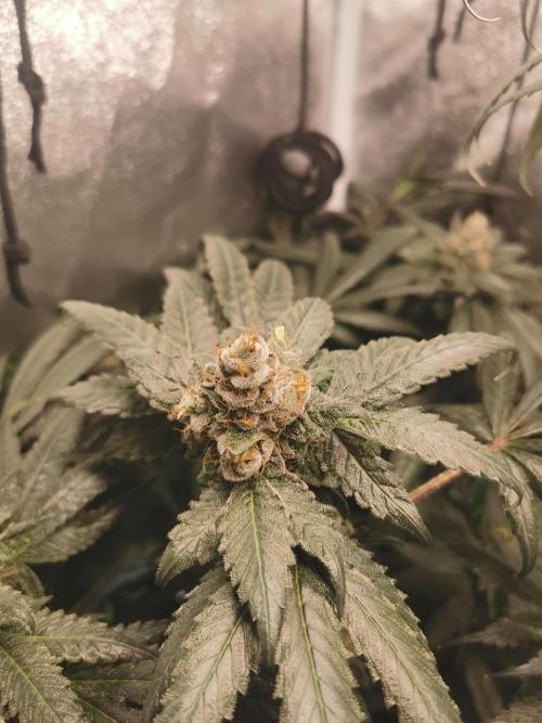 The White Sweet Candy OG / SSSC. Week 13