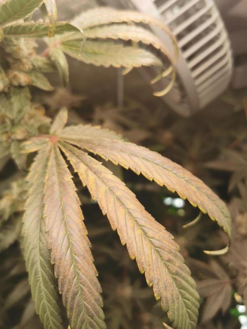 The White Sweet Candy OG / SSSC. Week 13