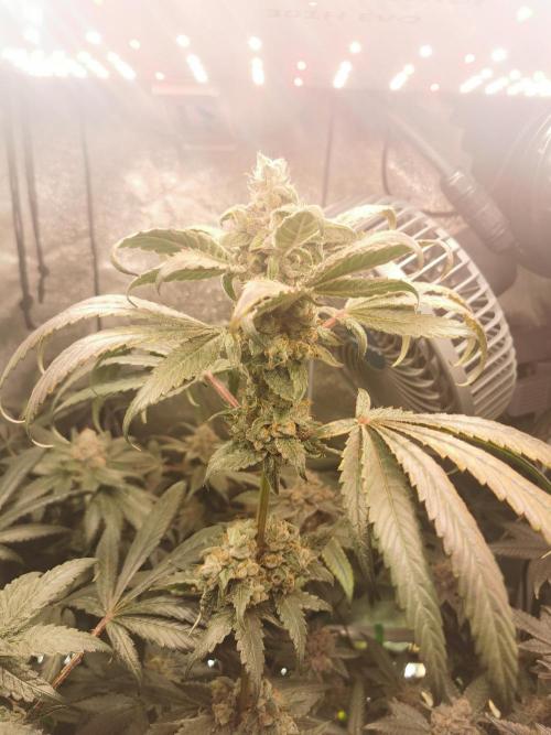The White Sweet Candy OG / SSSC. Week 13