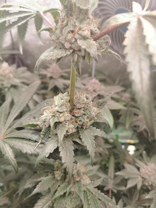 The White Sweet Candy OG / SSSC. Week 13