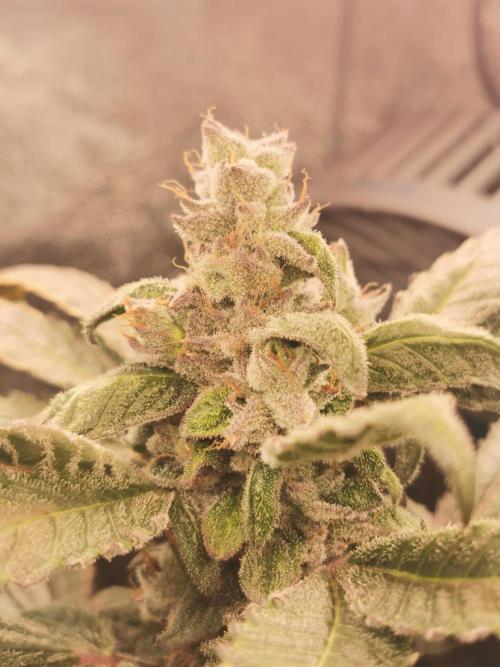 The White Sweet Candy OG / SSSC. Week 13