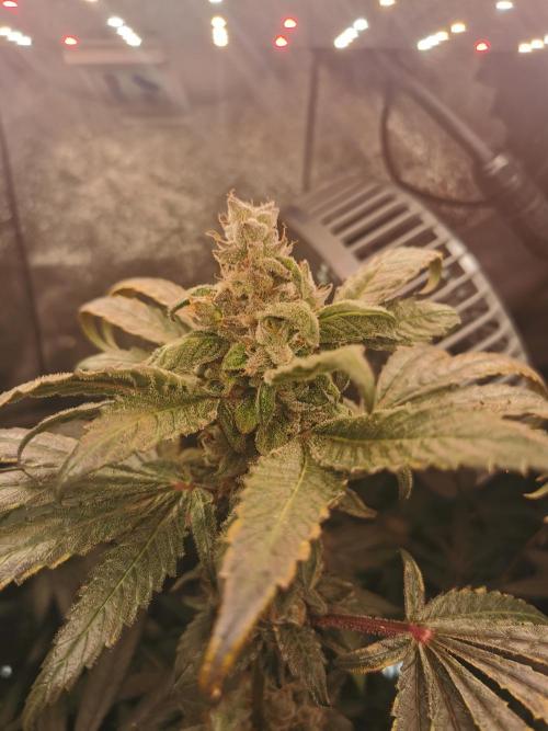 The White Sweet Candy OG / SSSC. Week 13