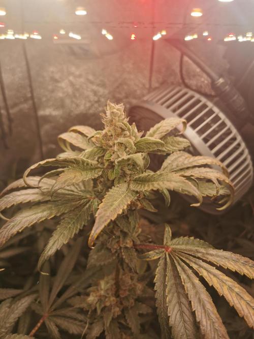 The White Sweet Candy OG / SSSC. Week 13