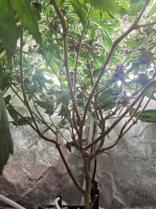 Zkittlez/The Original Z (TerpHogz Cut). Week 14