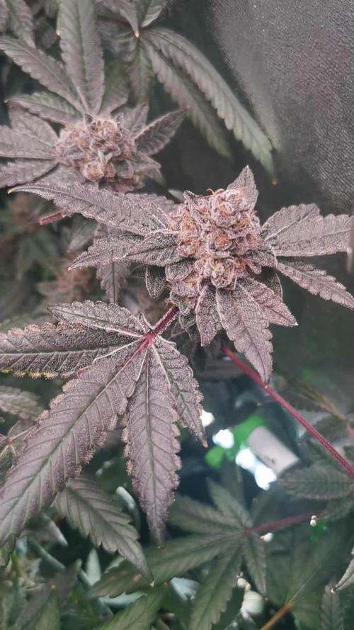 Zkittlez/The Original Z (TerpHogz Cut)