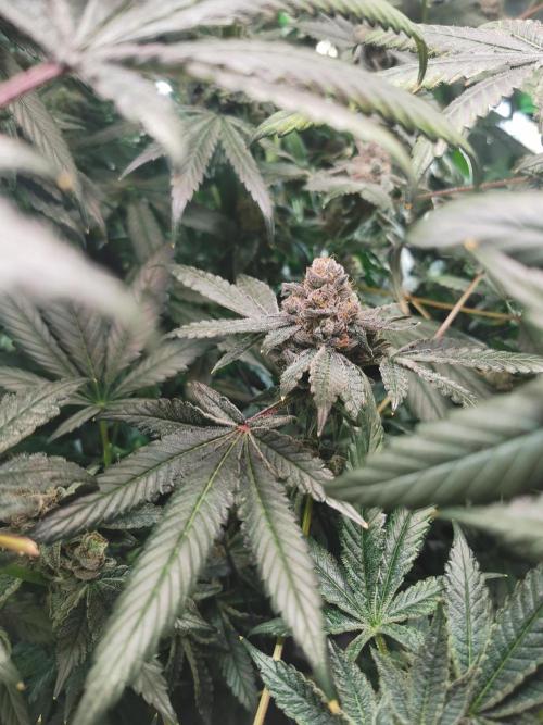 Zkittlez/The Original Z (TerpHogz Cut). Week 14