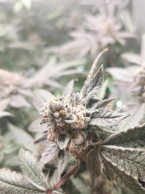 Zkittlez/The Original Z (TerpHogz Cut). Week 14