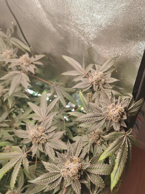 Zkittlez/The Original Z (TerpHogz Cut). Week 14