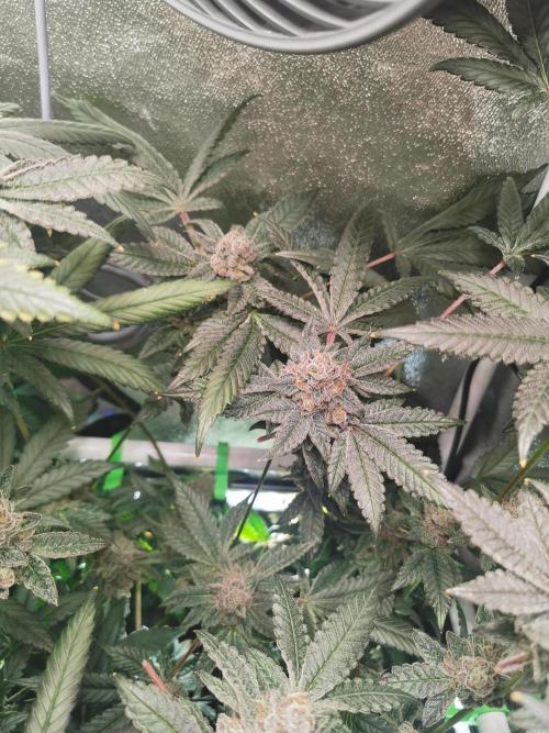 Zkittlez/The Original Z (TerpHogz Cut). Week 14