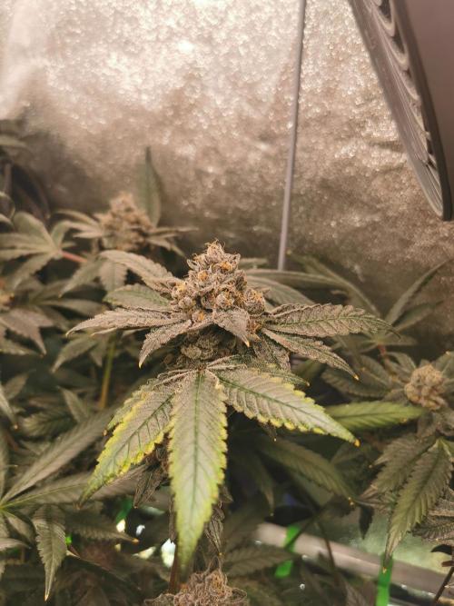 Zkittlez/The Original Z (TerpHogz Cut). Week 14