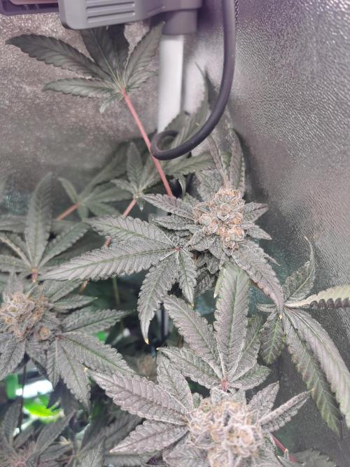 Zkittlez/The Original Z (TerpHogz Cut). Week 14