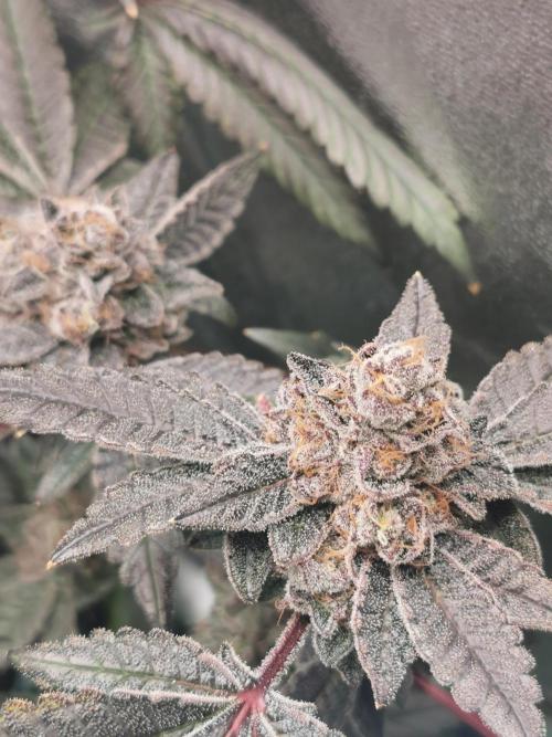 Zkittlez/The Original Z (TerpHogz Cut). Week 14