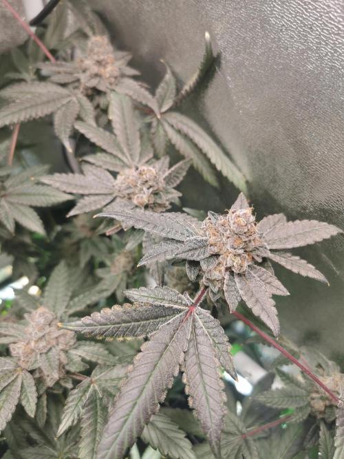 Zkittlez/The Original Z (TerpHogz Cut). Week 14