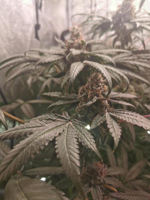 Zkittlez/The Original Z (TerpHogz Cut). Week 14
