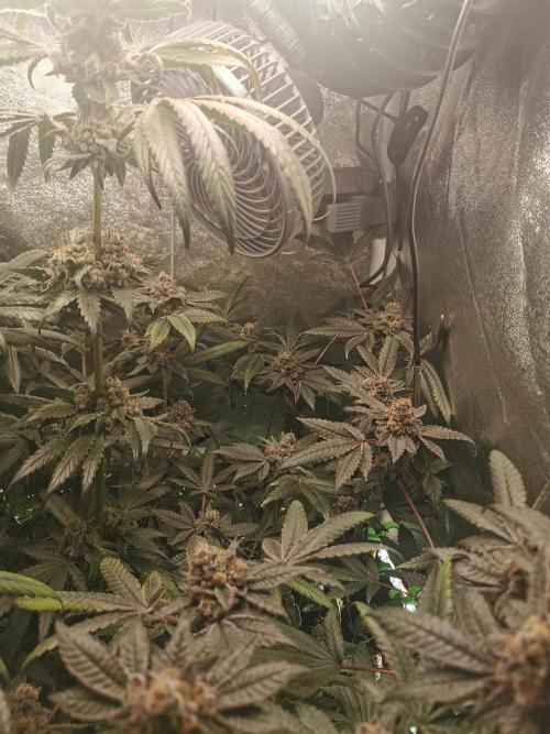 Zkittlez/The Original Z (TerpHogz Cut). Week 14