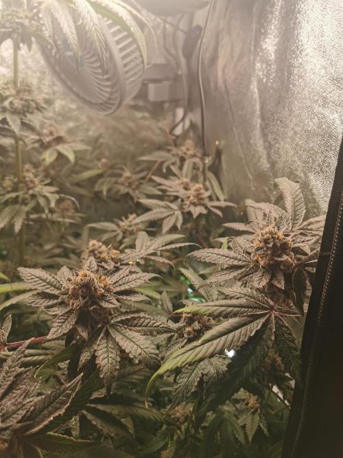 Zkittlez/The Original Z (TerpHogz Cut). Week 14