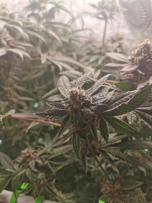 Zkittlez/The Original Z (TerpHogz Cut). Week 14