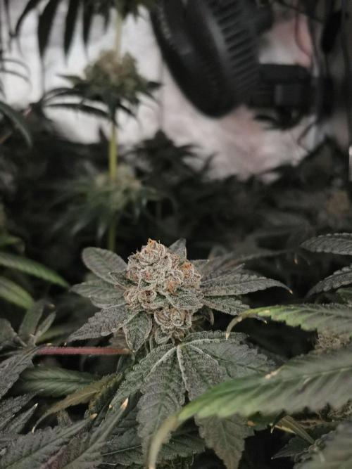 Zkittlez/The Original Z (TerpHogz Cut). Week 15