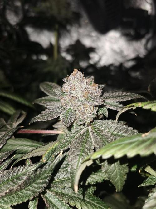 Zkittlez/The Original Z (TerpHogz Cut). Week 15
