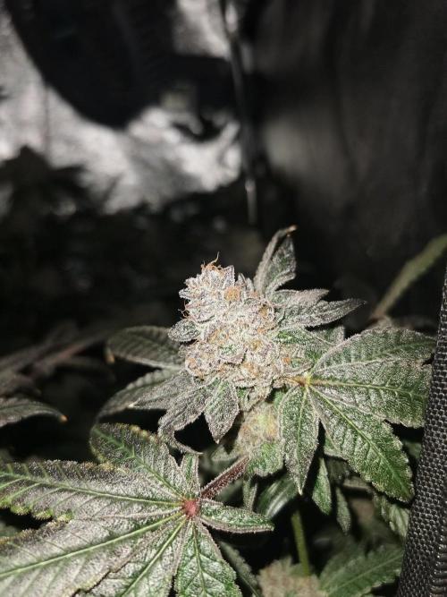 Zkittlez/The Original Z (TerpHogz Cut). Week 15