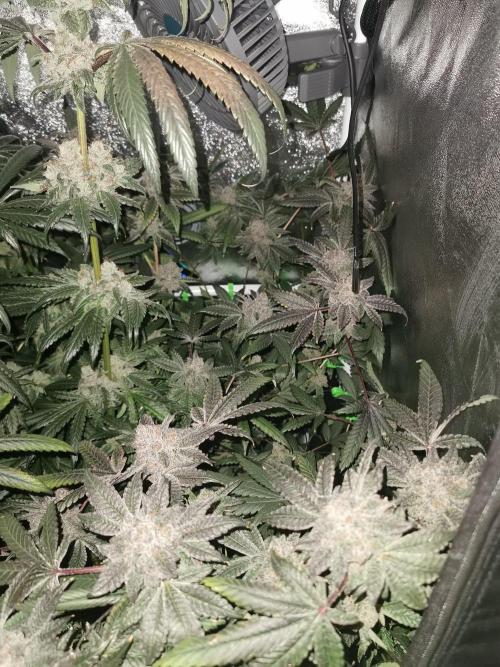 Zkittlez/The Original Z (TerpHogz Cut). Week 15