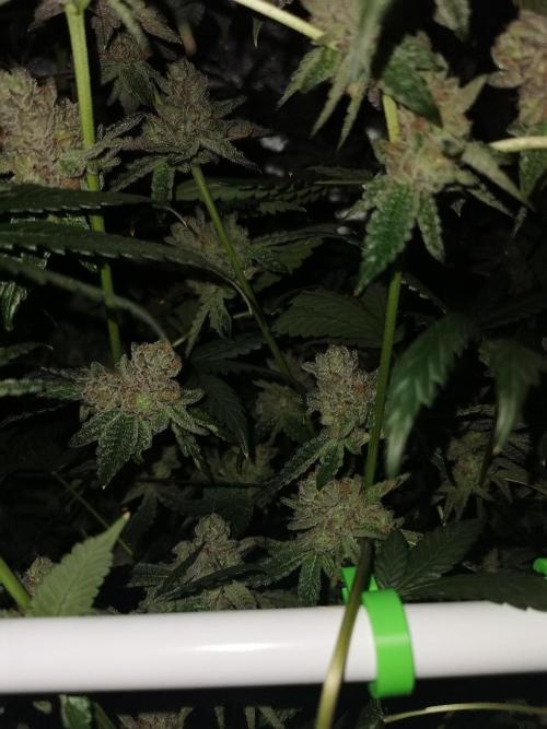 Zkittlez/The Original Z (TerpHogz Cut). Week 15