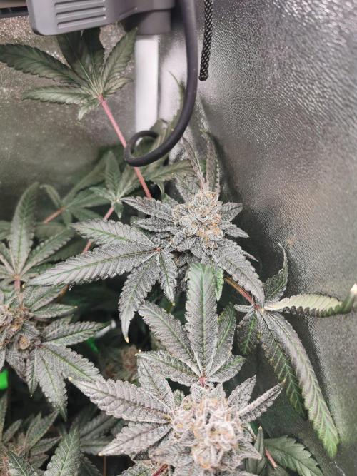 Zkittlez/The Original Z (TerpHogz Cut). Week 15