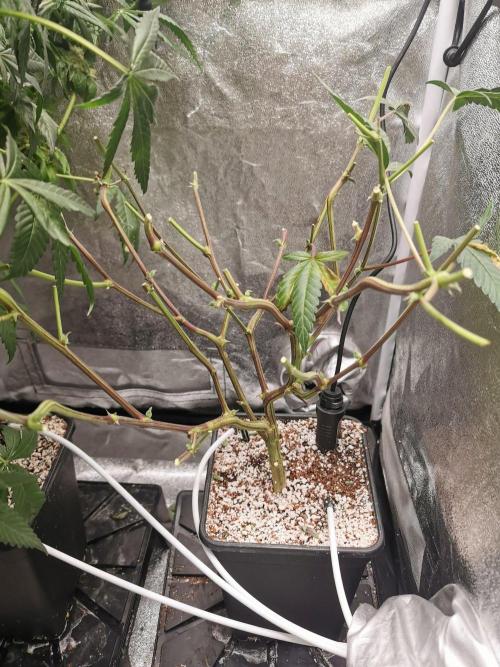 Zkittlez/The Original Z (TerpHogz Cut). Week 15