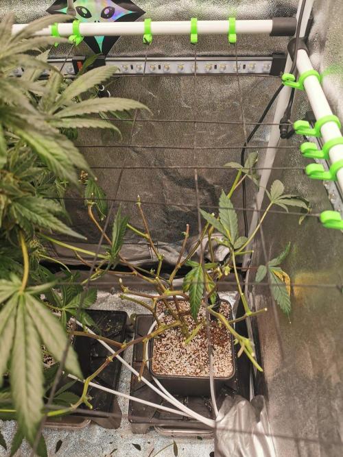 Zkittlez/The Original Z (TerpHogz Cut). Week 15