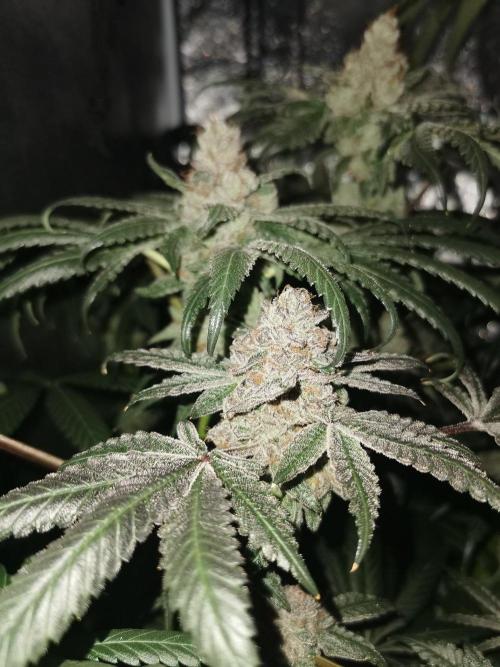 Zkittlez/The Original Z (TerpHogz Cut). Week 15