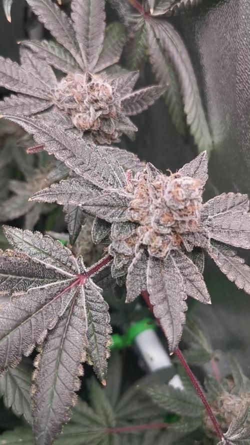 Zkittlez/The Original Z (TerpHogz Cut)