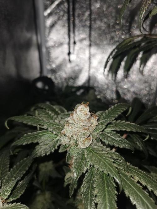 The White Sweet Candy OG / SSSC. Week 14