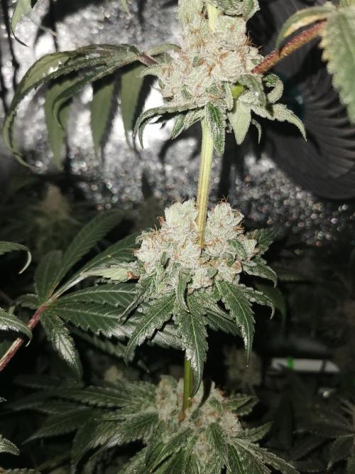 The White Sweet Candy OG / SSSC. Week 14