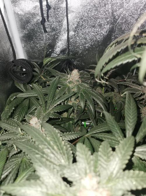 The White Sweet Candy OG / SSSC. Week 14