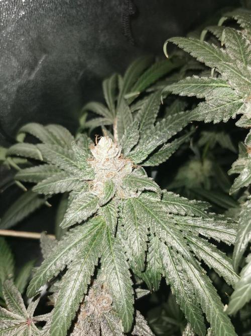 The White Sweet Candy OG / SSSC. Week 14