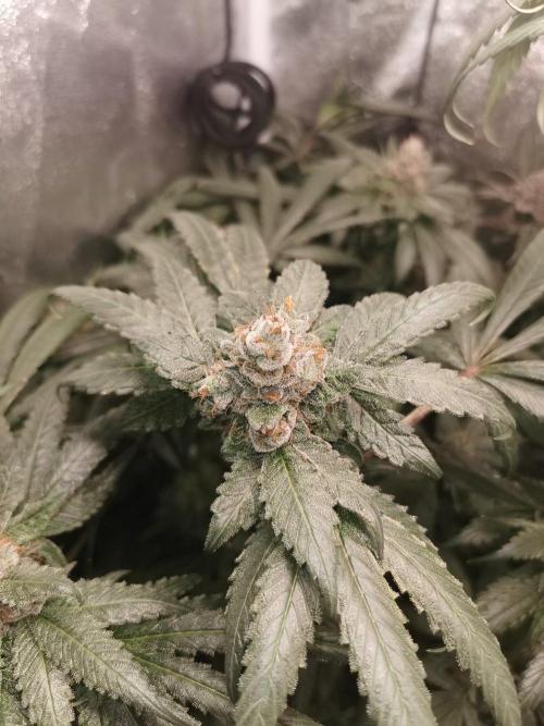 The White Sweet Candy OG / SSSC. Week 14