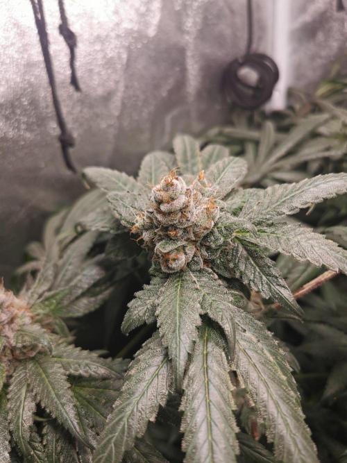 The White Sweet Candy OG / SSSC. Week 14