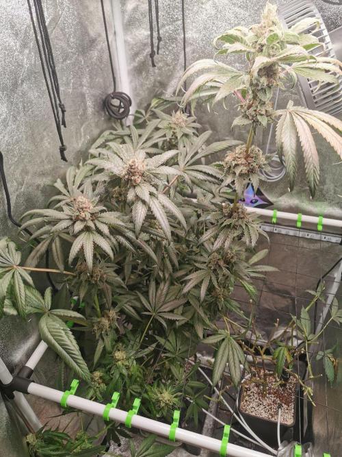 The White Sweet Candy OG / SSSC. Week 14